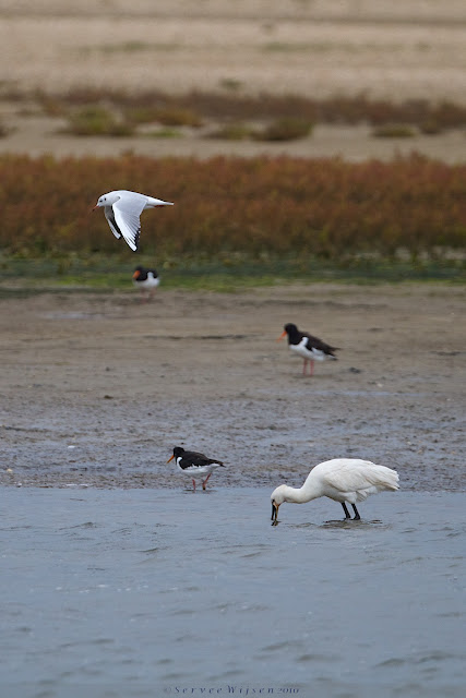 Kokmeeuw, Scholeksters & Lepelaar - Black-headed Gull, Oystercatchers & Spoonbill