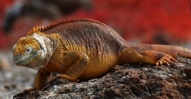Galapagos kara iguanası