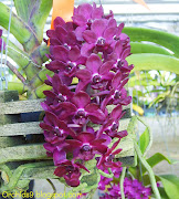 Rhynchostylis gigantea Red Orchid Flowers Pictures (rhynchostylis gigantea red orchid flowers pictures )