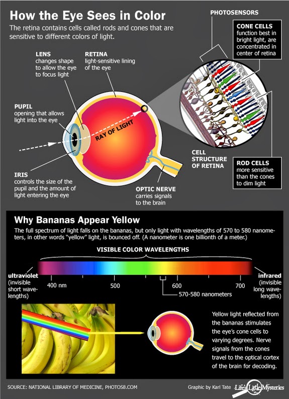 Belajar Fisika Yuuk Bagaimana Mata Dapat Melihat Warna
