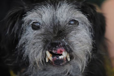 Most Ugliest Dogs in the World Seen On www.coolpicturegallery.us