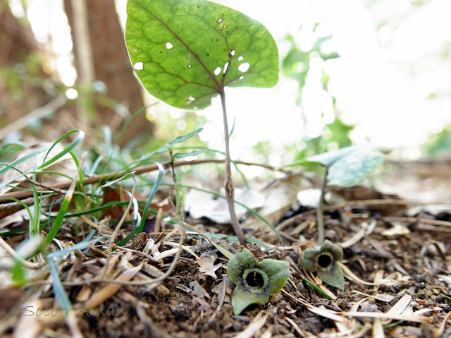 Asarum nipponicum