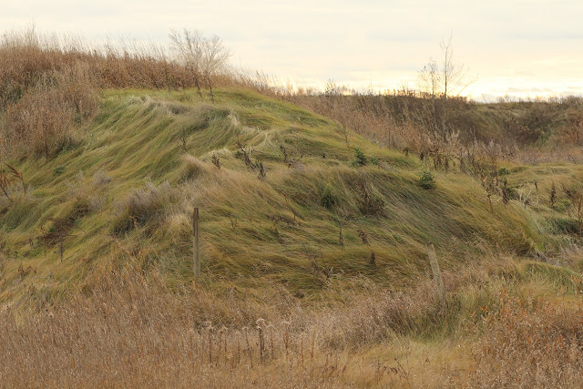 Grassy hillside