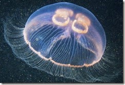 jellyfish-images-aurelia (3)