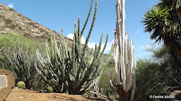 Bleached cactus beside live ones - Koko Crater Botanical Garden, Oahu, HI