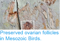 https://sciencythoughts.blogspot.com/2014/06/preserved-ovarian-follicles-in-mesozoic.html