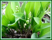 1er Mai 2013. Quelques timides clochettes de muguet de mon jardin pour vous . (avril )