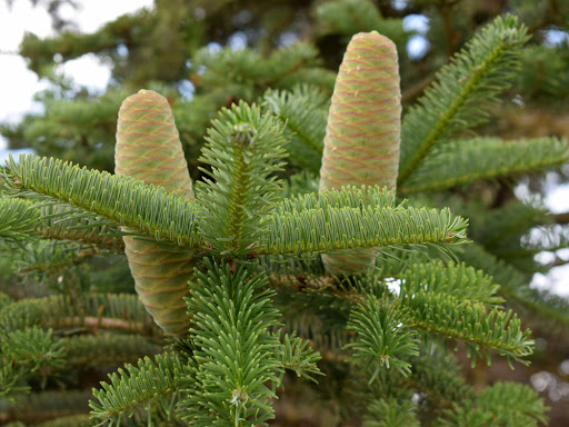 Abeto (Abies alba) - Propiedades Medicinales