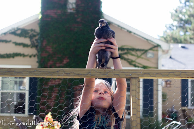 Ameraucana, Chicken, backyard, urban, farm, poultry, Eggs, Chickens, Americana chicken, chicks, kids, best, children, pets