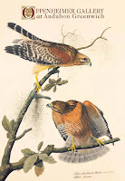 Audubon Birds Book