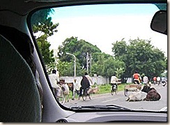 Cows on Road