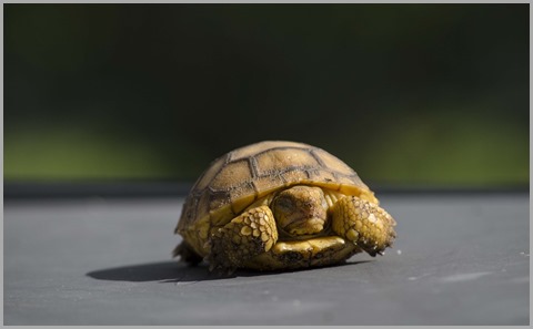 2013 August - Tortoise napping