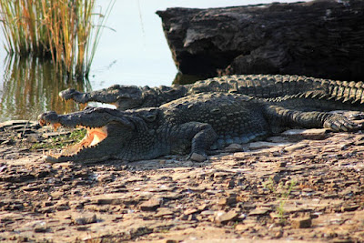 Caiman facts and information