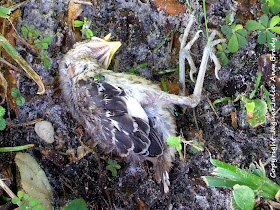 Dead Baby Mockingbird RIP