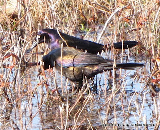 Common Grackle