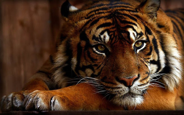 hd tiger wallpaper