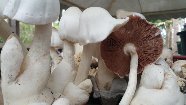 Jana Pendapatan Lumayan Hasil Cendawan Volvariella