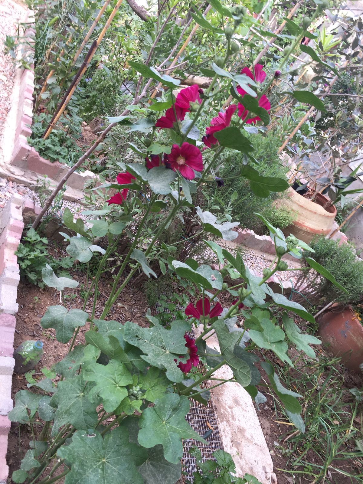 While they may be old-fashioned flowers, hollyhocks definitely deserve a spot in today’s gardens due to their tall stature and large, colorful blooms. I love growing hollyhock as it brings beauty to my organic garden, and offer many health benefits!