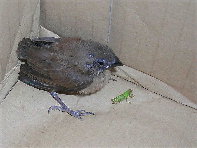 chick of Scaly-breasted Munia and grasshopper