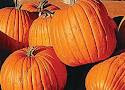 Pumpkin Efficacy for Male Arousal