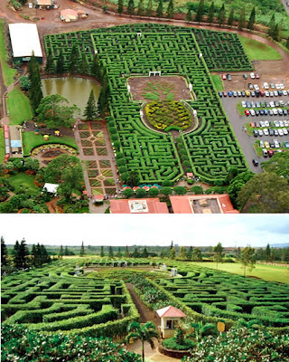 Pineapple Garden Maze (Hawaii)