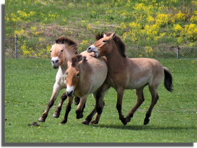 Horses on the run