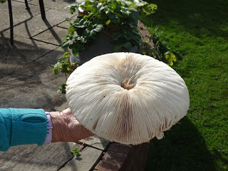 A pparasol mushroom. Yum yum!