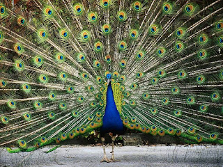 Catatan Engz 10 Gambar Burung Merak Indah dan Cantik