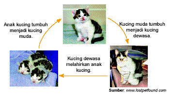  Daur hidup hewan  Rangkuman Pengetahuan Alam Lengkap