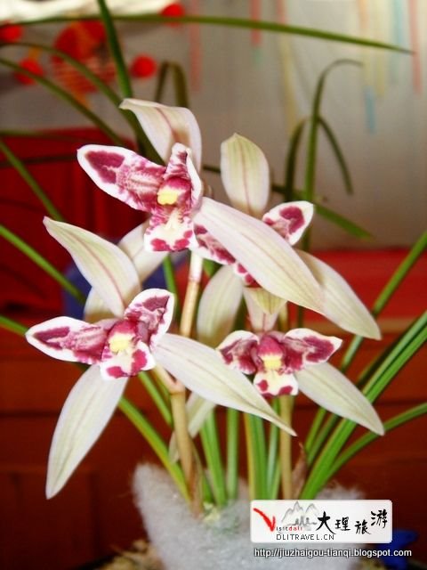兰花-花:UN09020112112269