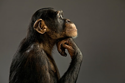 How mere 2% different genetic blueprint made Chimpanzee so different from a human?