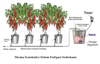 Cara Menanam Cabe Hidroponik dalam Polybag