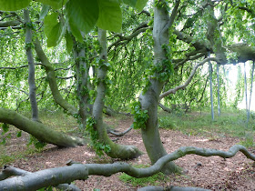 Kew Gardens chênes typiquement anglais