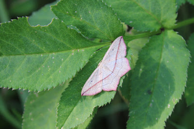 Lieveling - Readrânespanner - Timandra comae