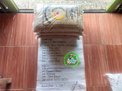 Benih Padi Pesanan    FELI Cirebon, Jabar.    Benih Sebelum di Packing.