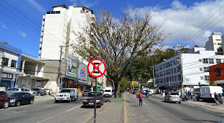 Árvores do canteiro central ganham cuidados especiais da Prefeitura de Teresópolis