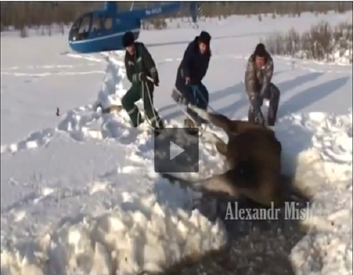 Real Life Heroes Helping Animals