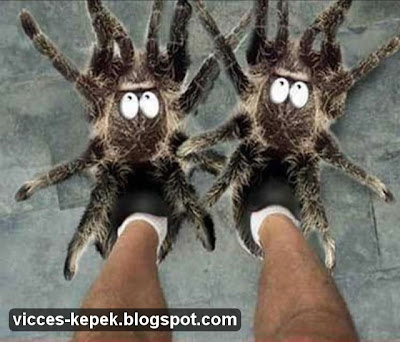 tarantula képek