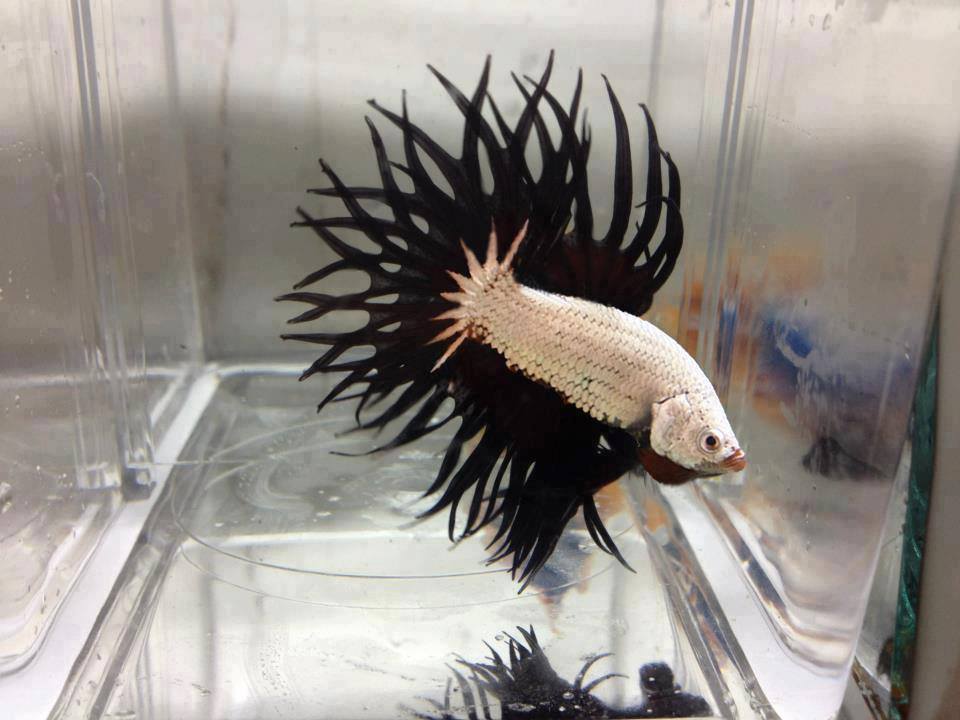 Images for white dragon king crown betta - white dragon king crown betta
