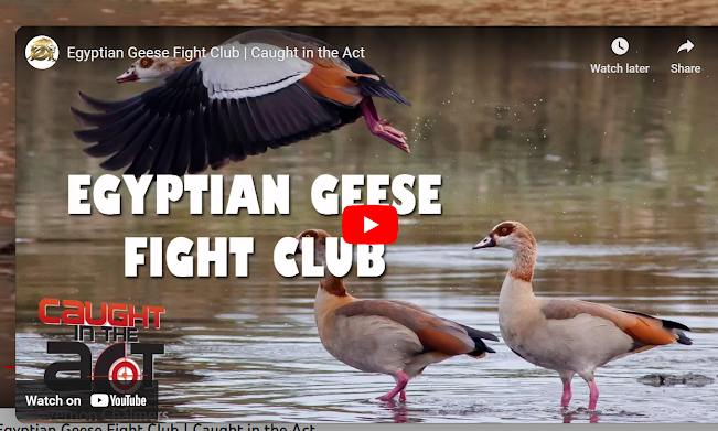 Lion Mountain TV Illegally Using a Vernon Chalmers Egyptian Geese Image