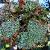 The Harvest Wreath