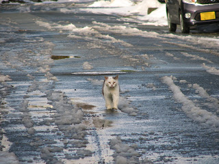 真冬の道を悠然と歩く、やさぐれ猫