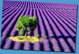 christalenergy_lavender field_2010.03.31