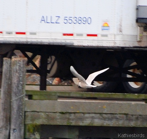11. iceland gull-kab