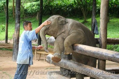 Breeding elephants  in Chiang Mai 