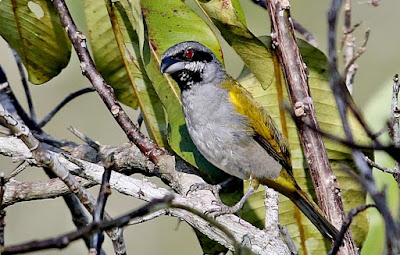 Yellow-shouldered Grosbeak