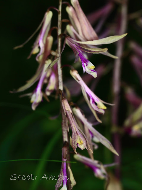 Cremastra appendiculata