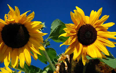 Beautiful Sunflower Widescreen HD Wallpaper 4