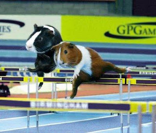 Cuyes deportistas