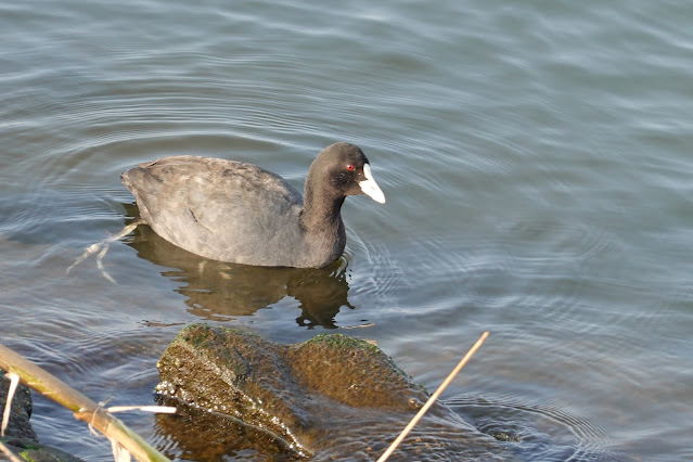 鳥取県東伯郡湯梨浜町松崎 アメリカオオバン